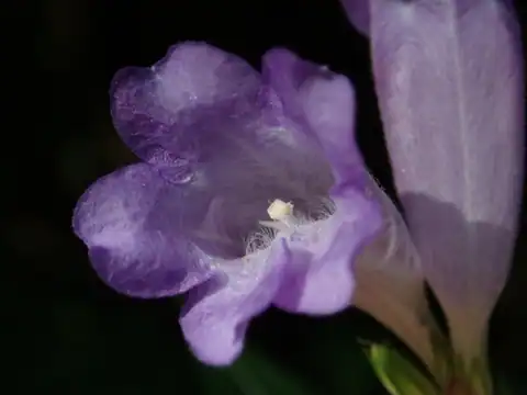 Foto dokumenter Strobilanthes formosana