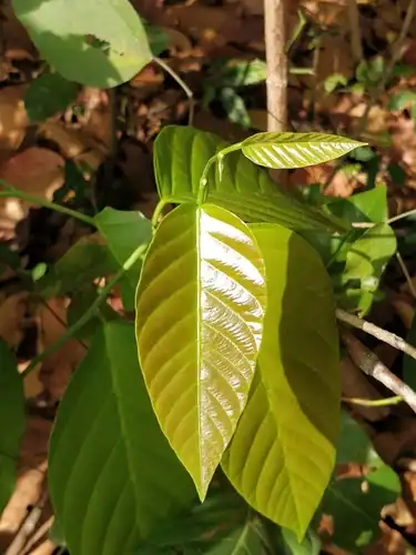 Foto dokumenter Shorea robusta