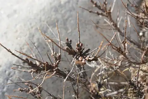 Foto dokumenter Hippophae tibetana