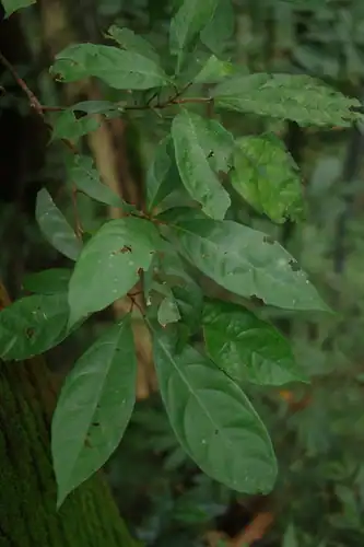 Foto dokumenter Sloanea dasycarpa