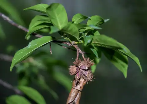 Foto dokumenter Sloanea sinensis
