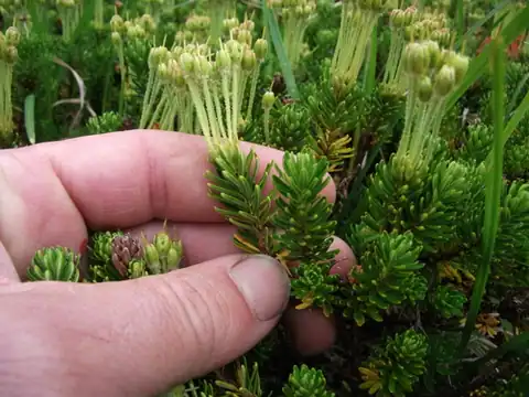 Foto dokumenter Phyllodoce aleutica