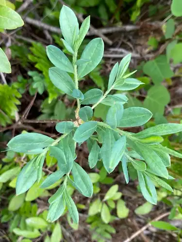 Foto dokumenter Kalmia cuneata