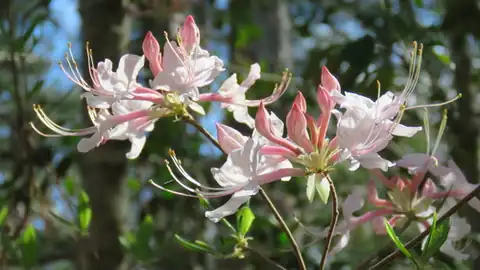 Foto dokumenter Rhododendron canescens