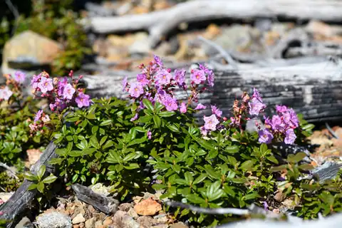 Foto dokumenter Kalmiopsis leachiana