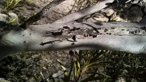 Foto dokumenter Ornithostaphylos oppositifolia