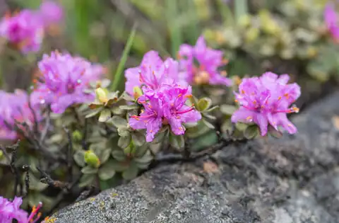 Foto dokumenter Rhododendron setosum