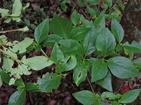 Foto dokumenter Rhododendron mariesii