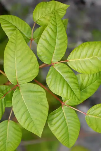 Foto dokumenter Toxicodendron radicans
