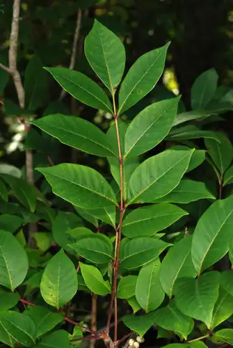Foto dokumenter Toxicodendron vernix