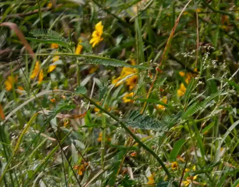 Foto dokumenter Aeschynomene virginica