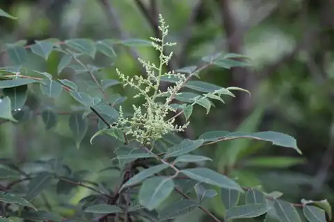 Foto dokumenter Rhus hypoleuca