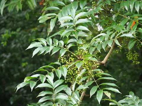 Foto dokumenter Toxicodendron succedaneum