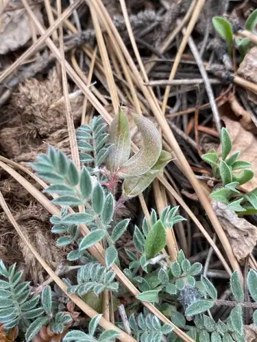 Foto dokumenter Astragalus argophyllus