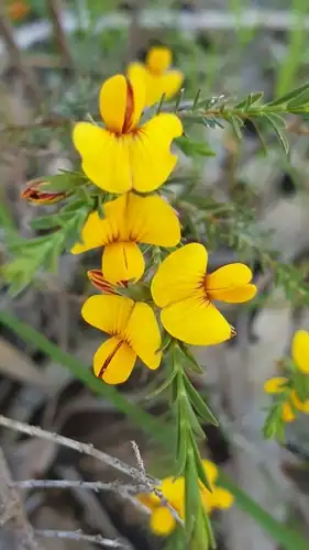 Foto dokumenter Eutaxia diffusa