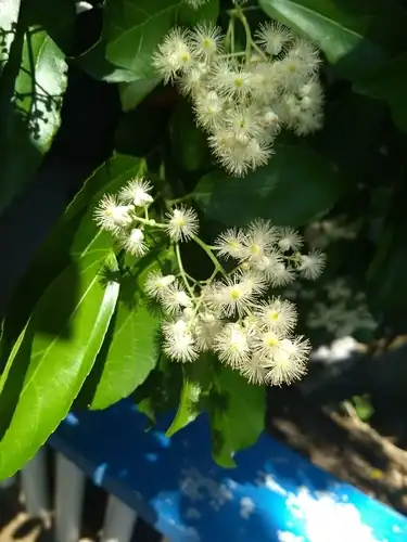 Foto dokumenter Pleuranthodendron lindenii