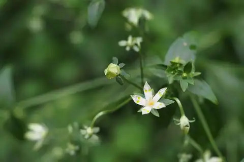 Foto dokumenter Swertia bimaculata