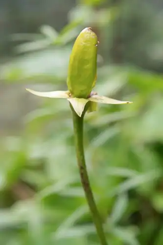 Foto dokumenter Megacodon stylophorus