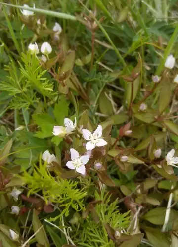 Foto dokumenter Swertia dichotoma