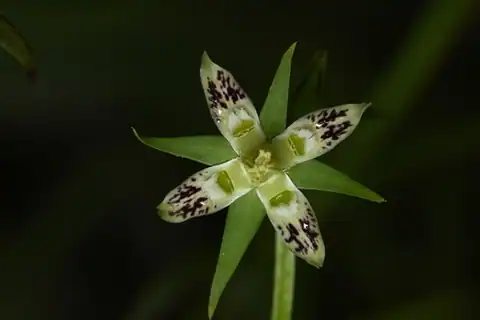 Foto dokumenter Swertia arisanensis