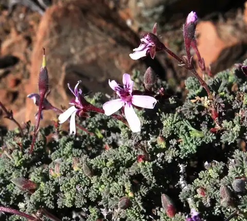 Foto dokumenter Pelargonium abrotanifolium