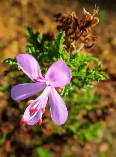 Foto dokumenter Pelargonium quercifolium