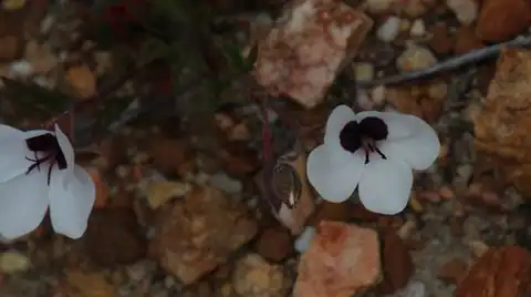 Foto dokumenter Pelargonium tricolor