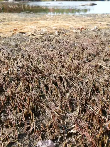Foto dokumenter Myriophyllum tenellum
