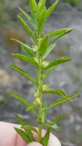 Foto dokumenter Proserpinaca palustris