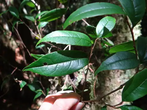 Foto dokumenter Sycopsis sinensis
