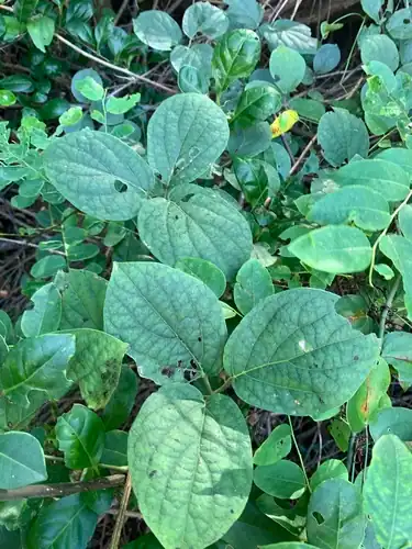 Foto dokumenter Illigera luzonensis