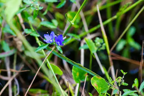 Foto dokumenter Hydrolea corymbosa