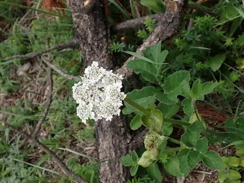 Foto dokumenter Heracleum candicans