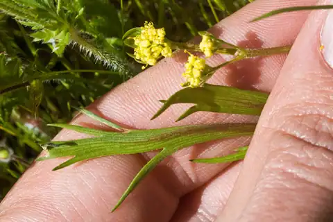 Foto dokumenter Lomatium caruifolium