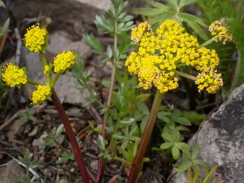 Foto dokumenter Lomatium cous
