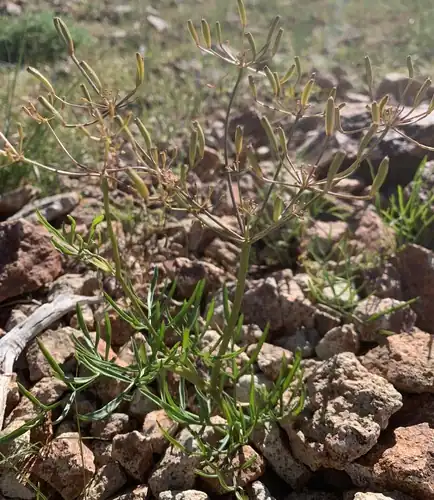 Foto dokumenter Lomatium idahoense