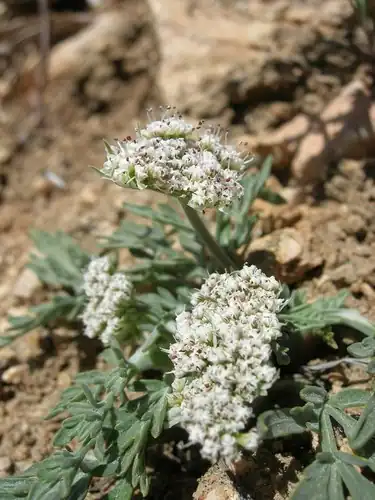 Foto dokumenter Lomatium nevadense