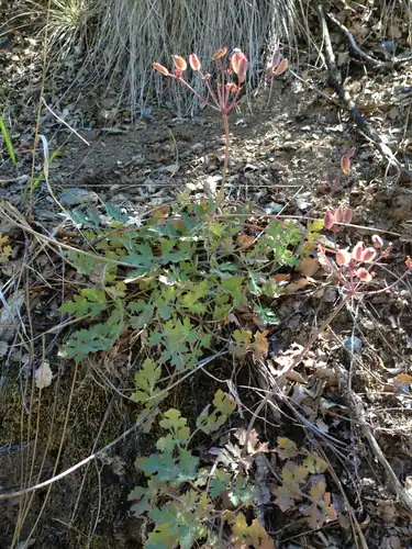 Foto dokumenter Lomatium parvifolium