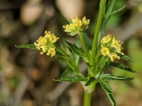 Foto dokumenter Sanicula bipinnata