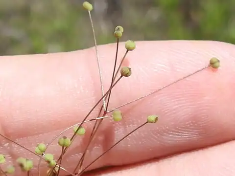 Foto dokumenter Spermolepis divaricata