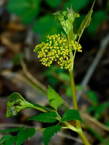 Foto dokumenter Thaspium barbinode