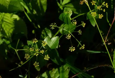 Foto dokumenter Thaspium trifoliatum