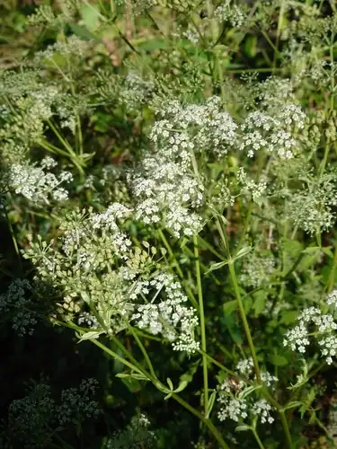 Foto dokumenter Ostericum sieboldii