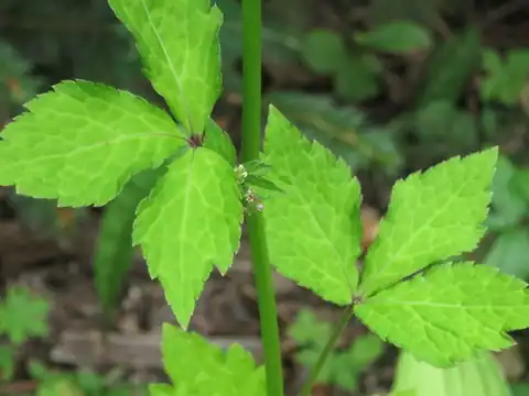Foto dokumenter Sanicula chinensis