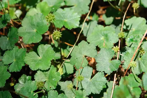 Foto dokumenter Hydrocotyle setulosa