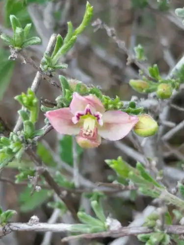Foto dokumenter Krameria ramosissima