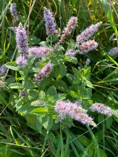 Foto dokumenter Mentha longifolia