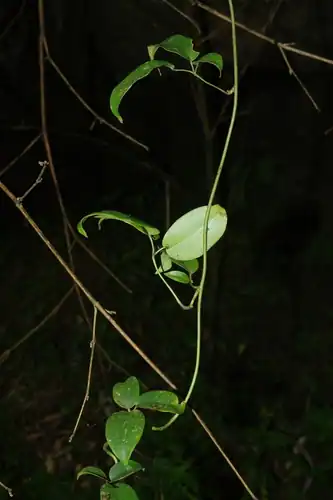 Foto dokumenter Stauntonia obovatifoliola