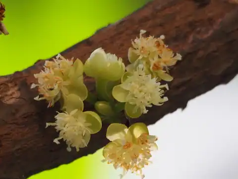 Foto dokumenter Litsea garciae