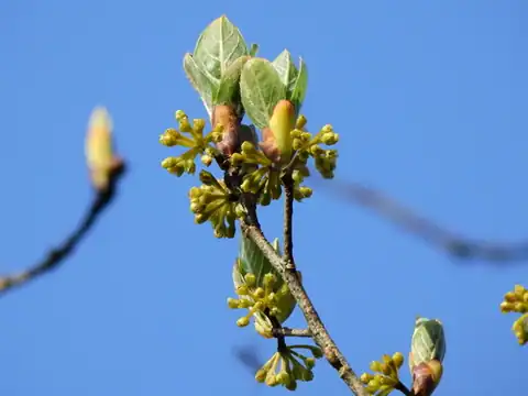 Foto dokumenter Lindera erythrocarpa